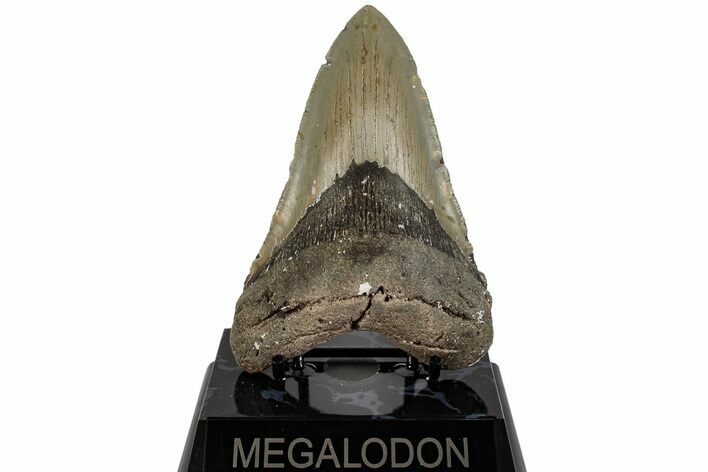 Fossil Megalodon Tooth - North Carolina #199712